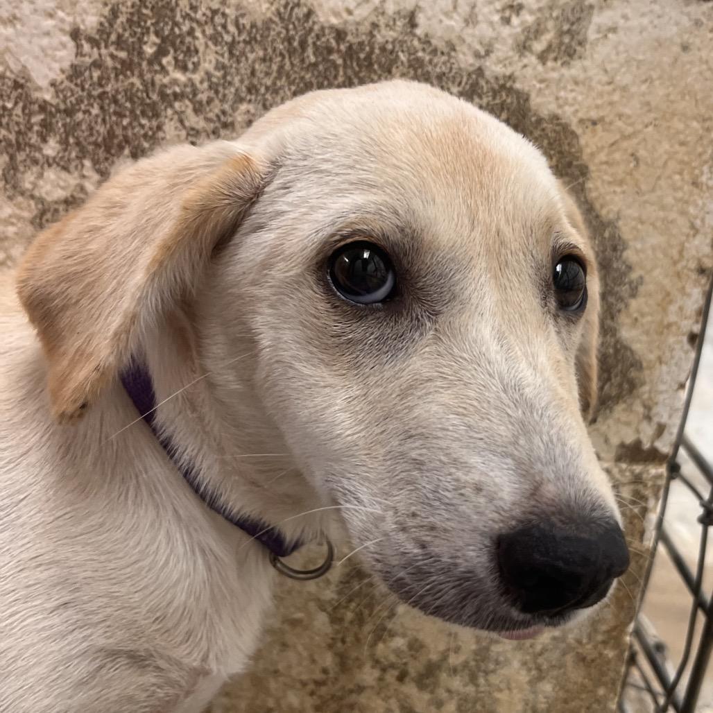 Enlarge Dunnie (Purple), a Adoptable mixed breed in Clarksville, AR image 1/6