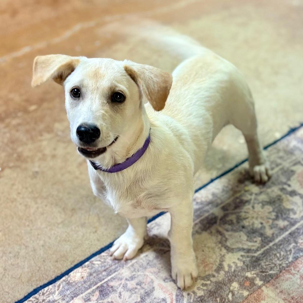Dunnie (Purple), Adoptable, Puppy Female Corgi & Mixed Breed.