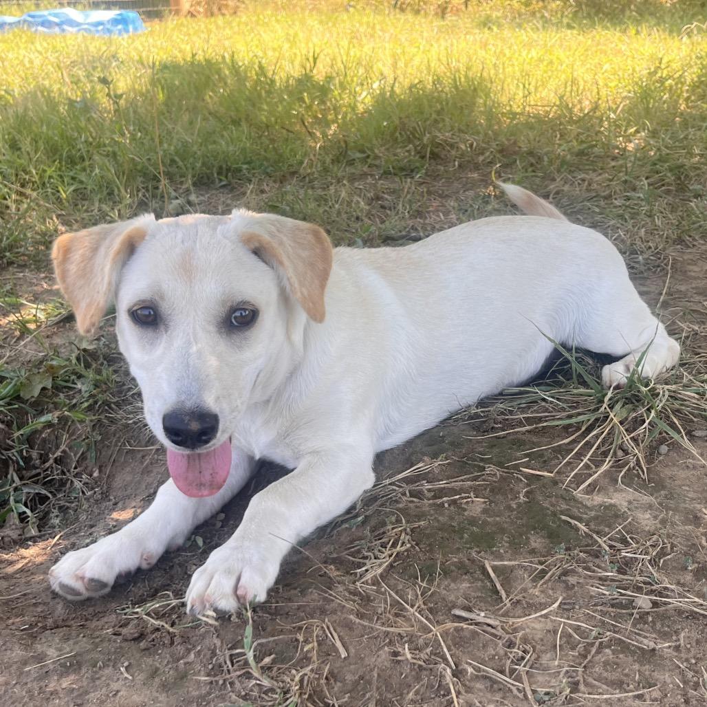 Enlarge Dunnie (Purple), a Adoptable mixed breed in Clarksville, AR image 5/6