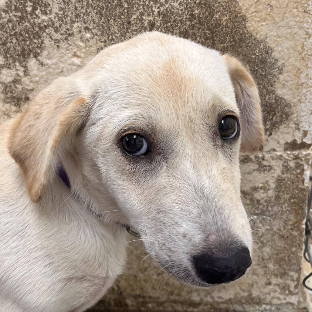 Enlarge Dunnie (Purple), a Adoptable mixed breed in Clarksville, AR image 4/6