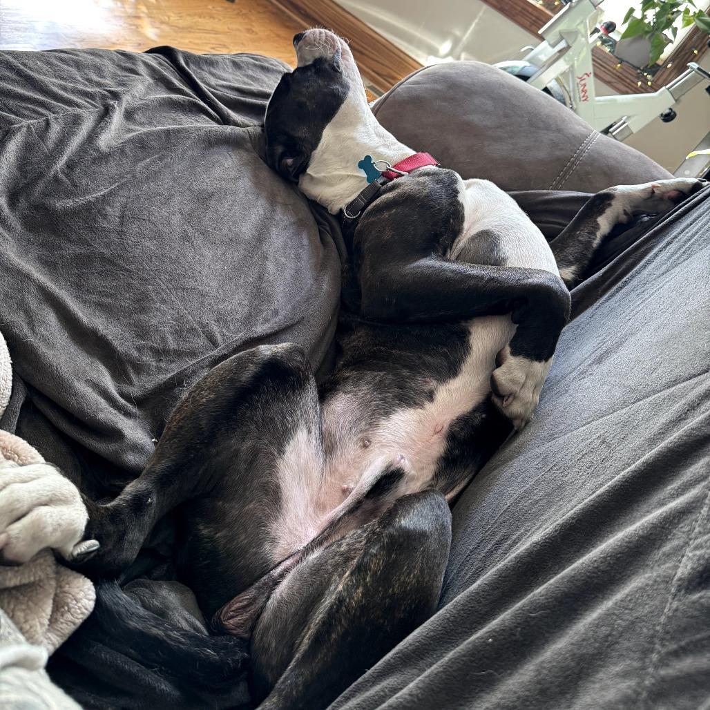 Enlarge Knuckles, a Adoptable Mixed Breed in Chicago, IL image 1/6