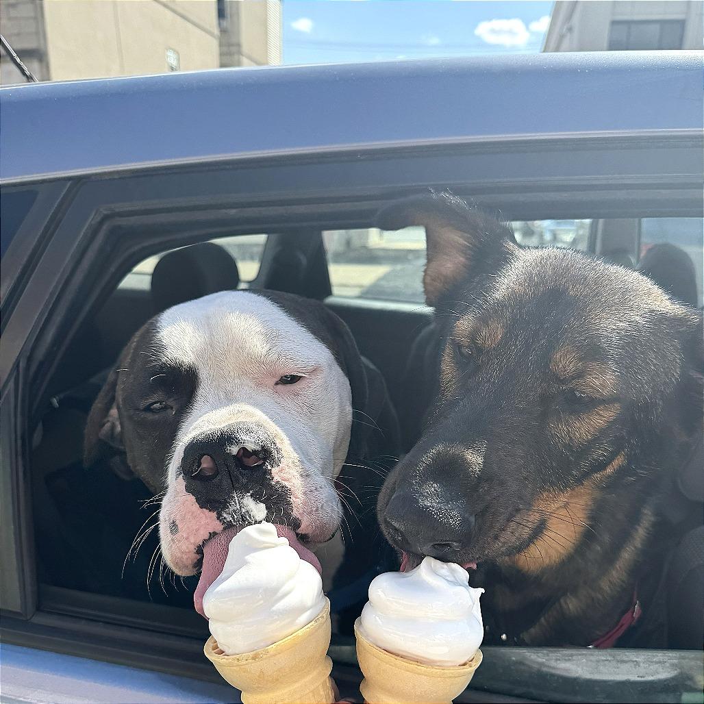 Enlarge Knuckles, a Adoptable Mixed Breed in Chicago, IL image 2/6