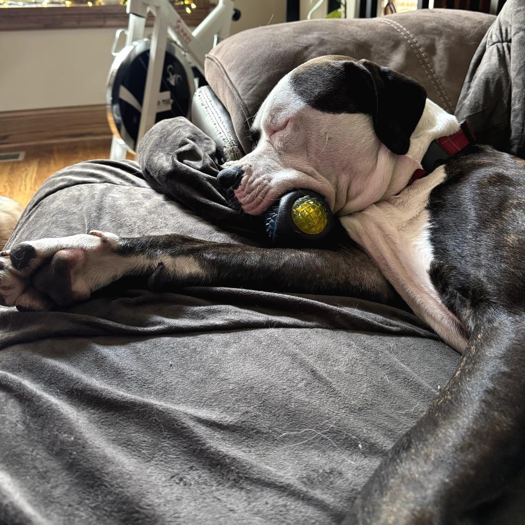 Enlarge Knuckles, a Adoptable Mixed Breed in Chicago, IL image 3/6