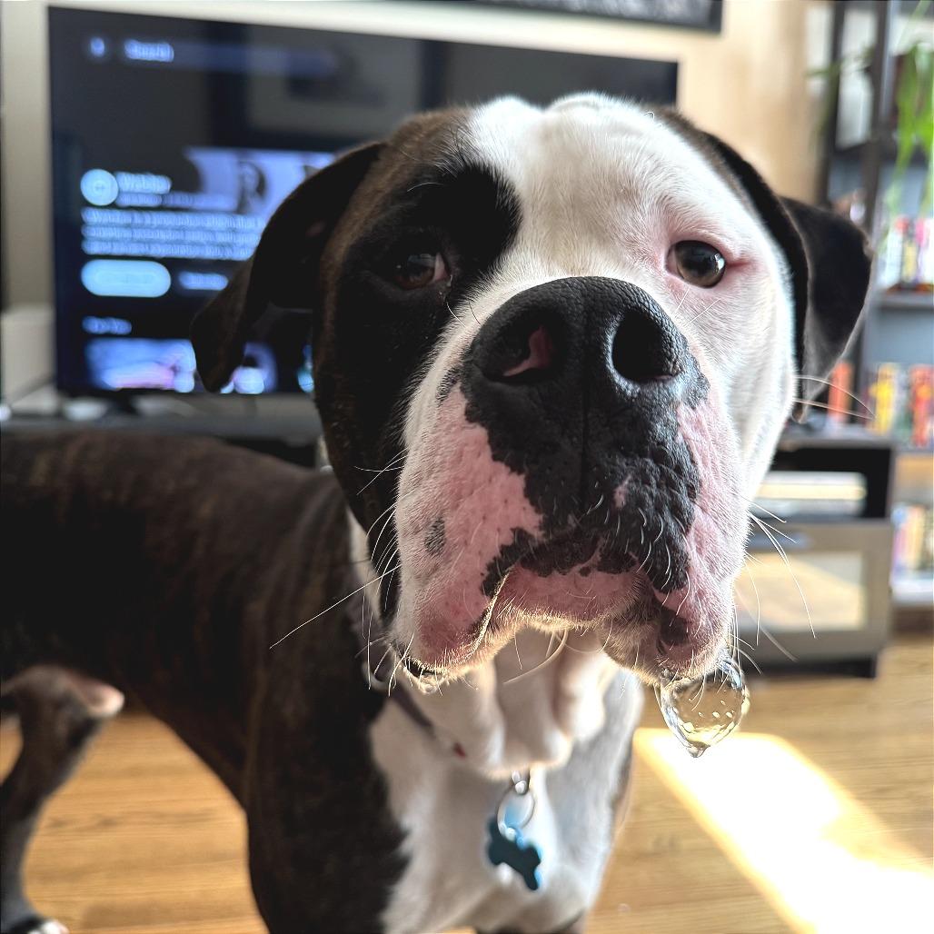 Enlarge Knuckles, a Adoptable Mixed Breed in Chicago, IL image 4/6