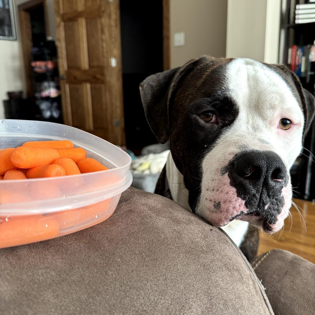 Enlarge Knuckles, a Adoptable Mixed Breed in Chicago, IL image 5/6