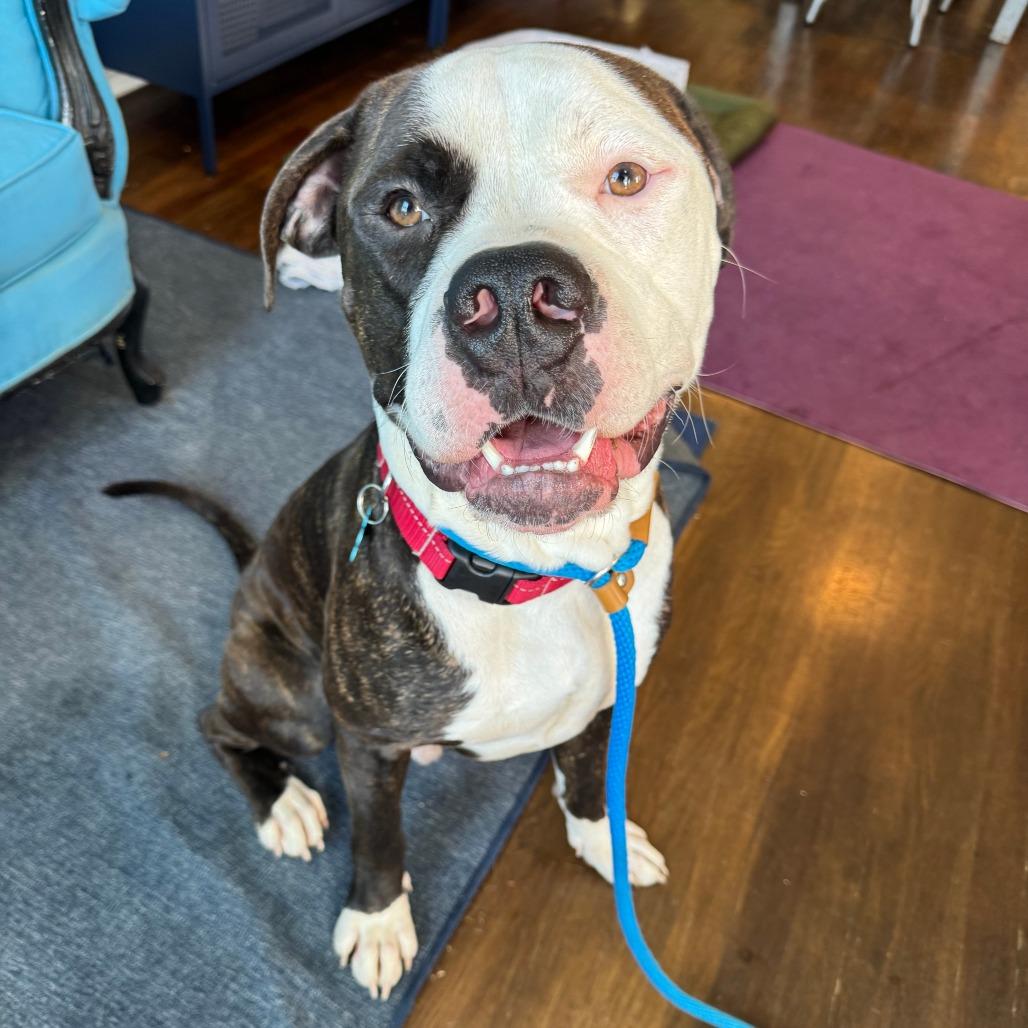 Enlarge Knuckles, a Adoptable Mixed Breed in Chicago, IL image 6/6