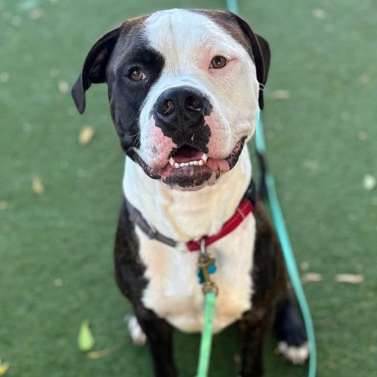 Enlarge Knuckles, a Adoptable Mixed Breed in Chicago, IL image 6/6