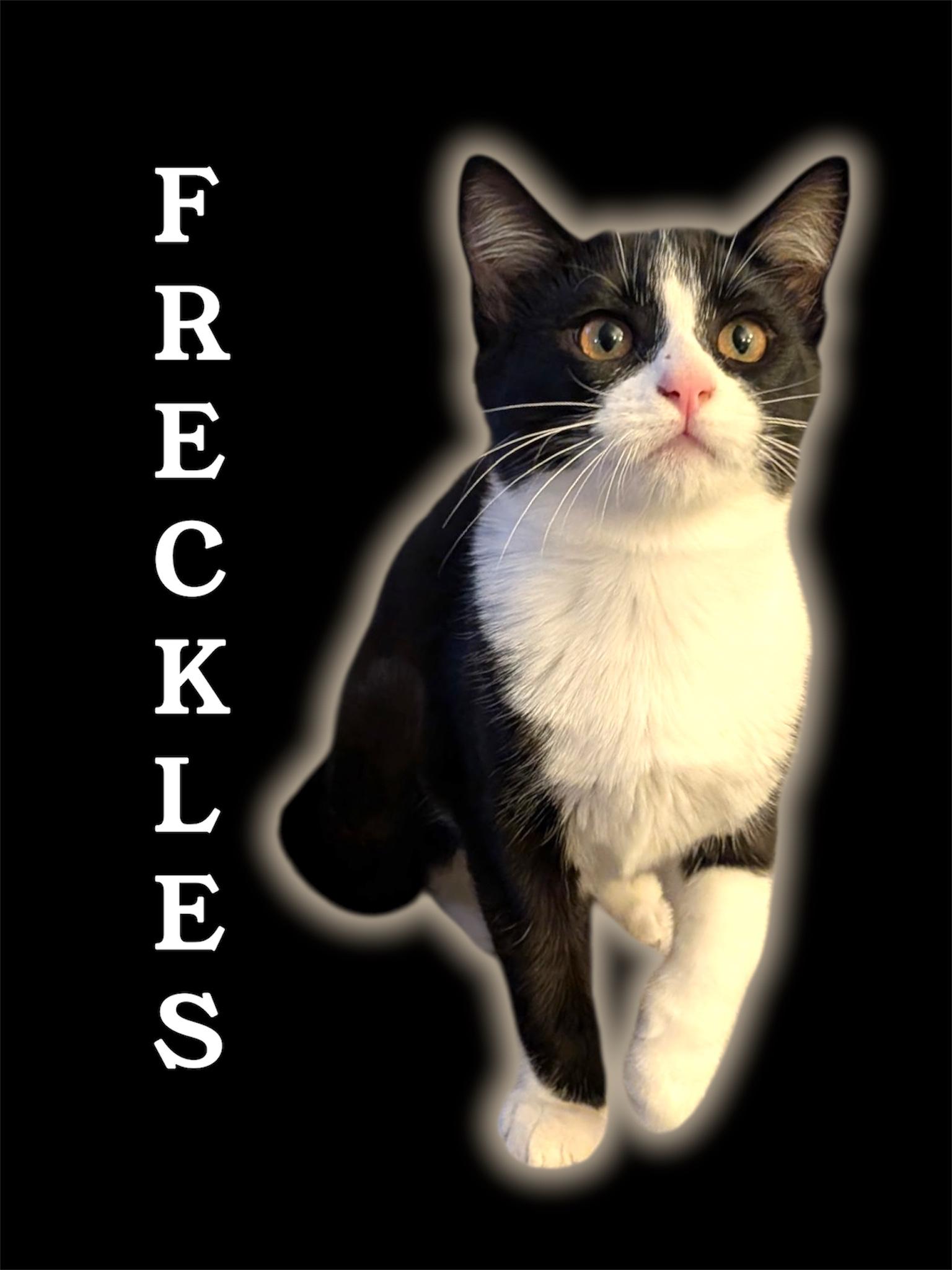 Enlarge Freckles, a Adoptable Domestic Short Hair in Auburn, CA image 1/1