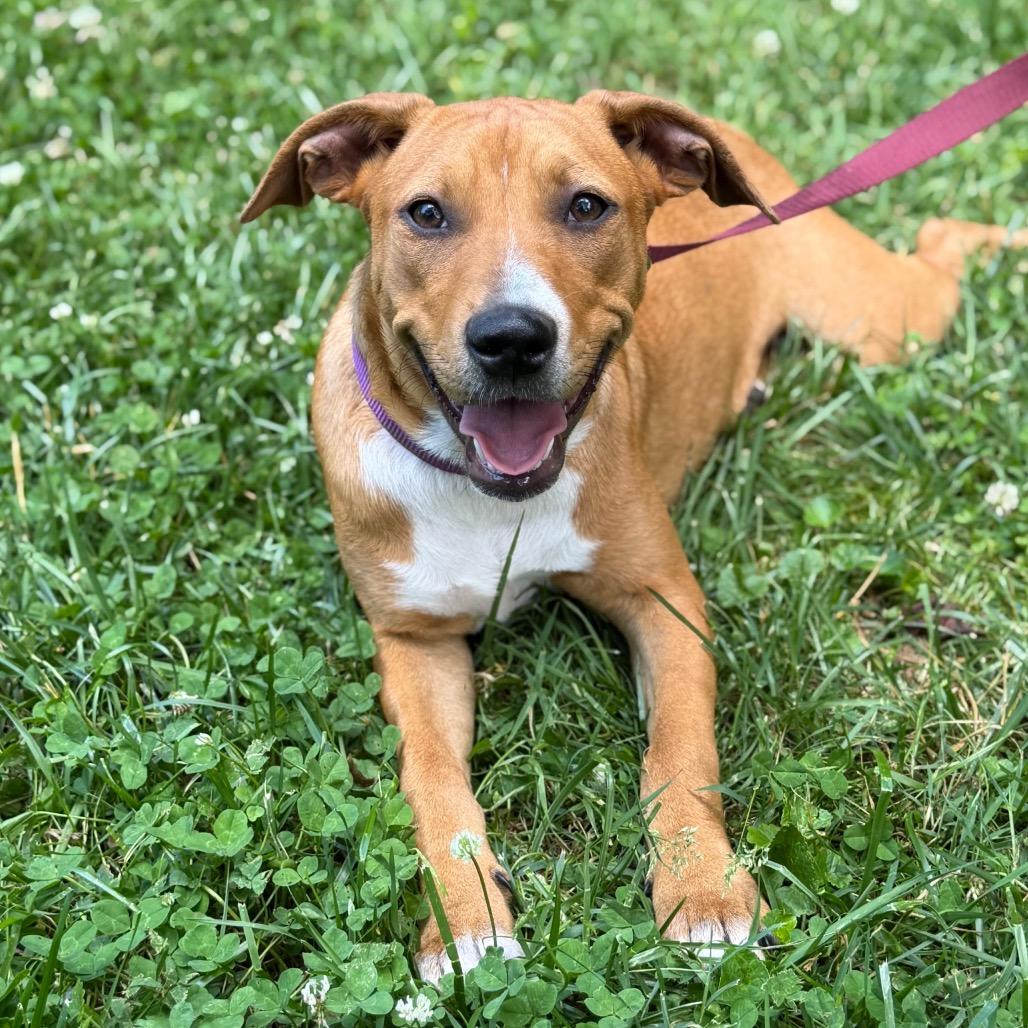 Lucky, Adoptable, Puppy Female Mixed Breed.
