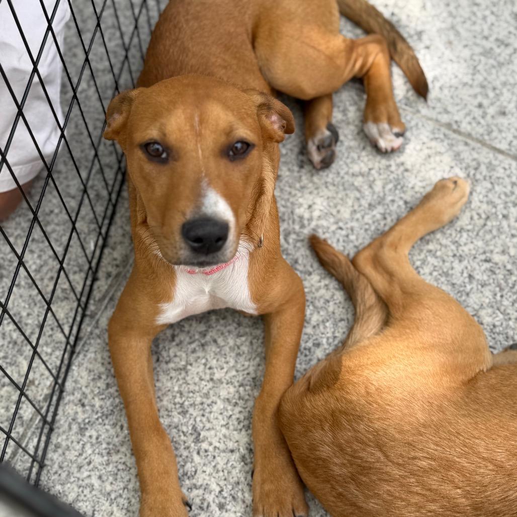Lucky, a Adoptable Mixed Breed in Rockville, MD image 2/6