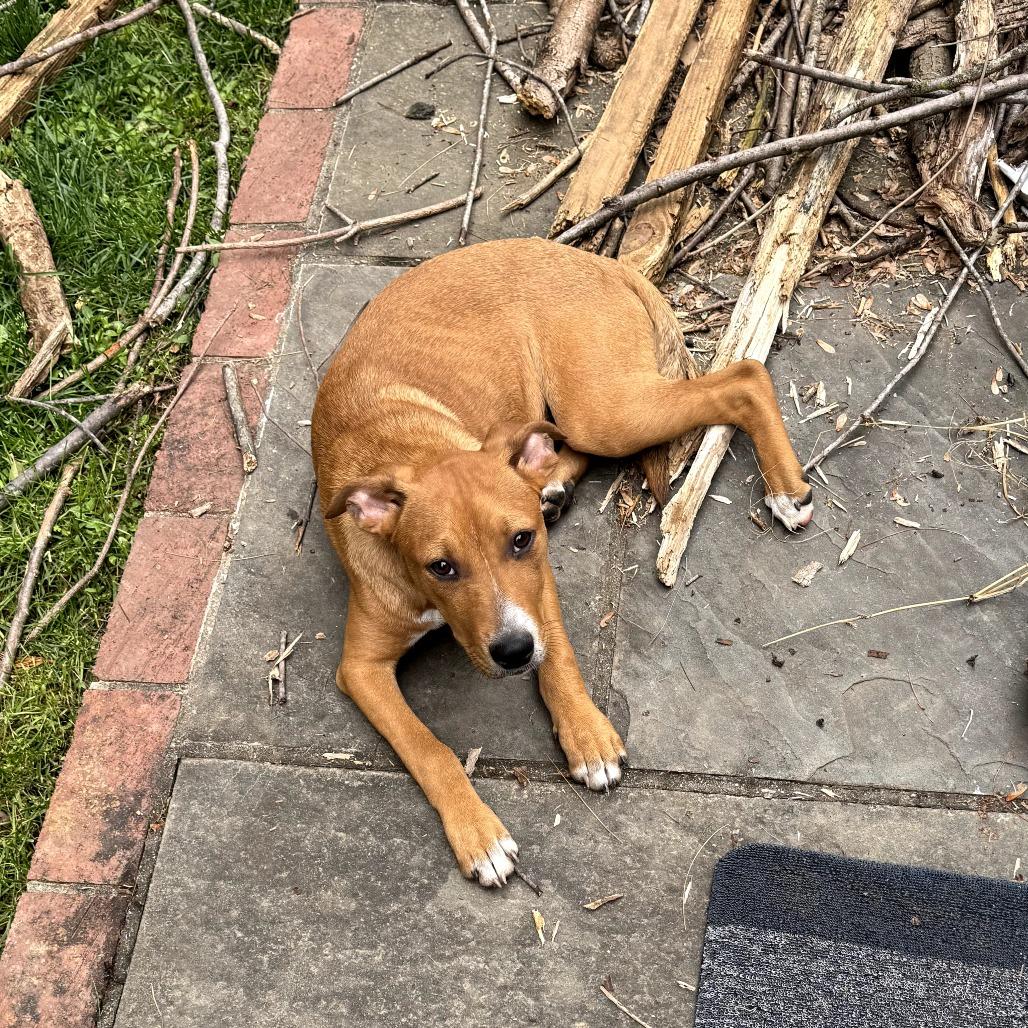 Lucky, a Adoptable Mixed Breed in Rockville, MD image 3/6