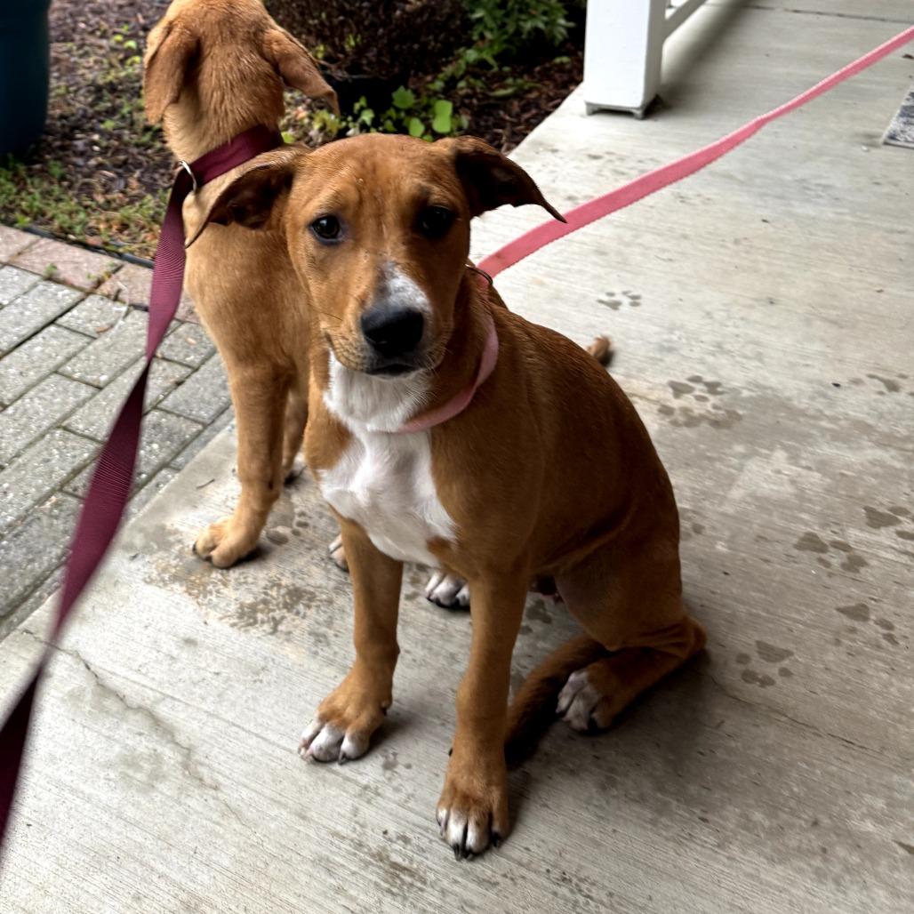 Lucky, a Adoptable Mixed Breed in Rockville, MD image 4/6