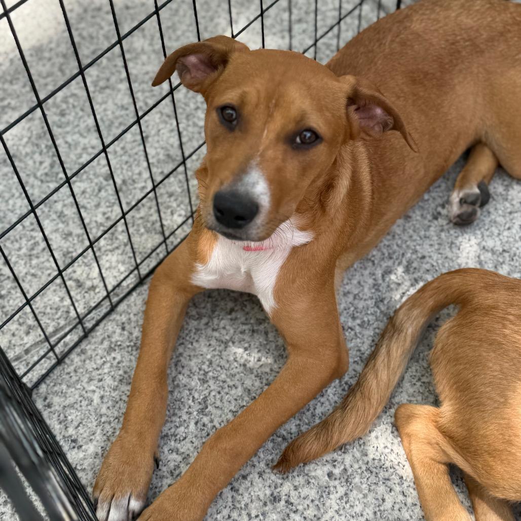 Lucky, a Adoptable Mixed Breed in Rockville, MD image 5/6