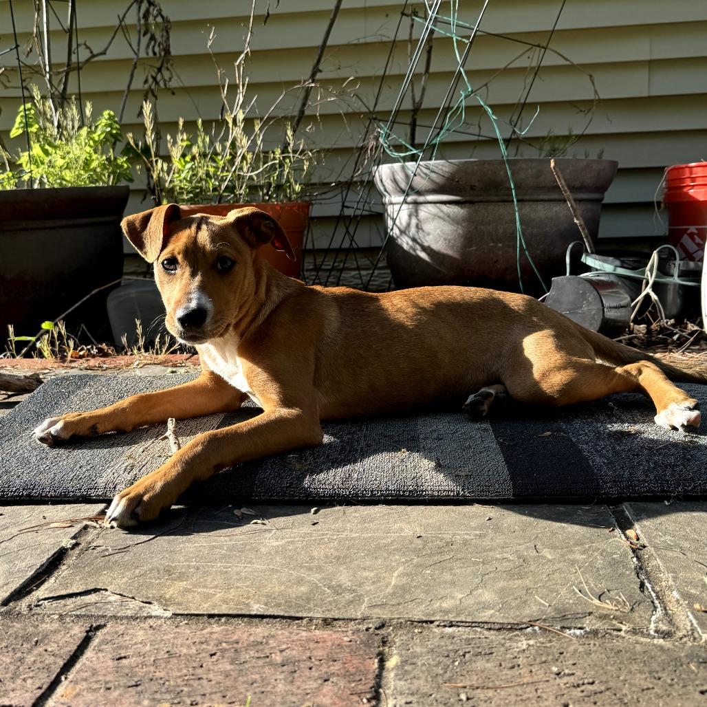 Lucky, a Adoptable Mixed Breed in Rockville, MD image 6/6