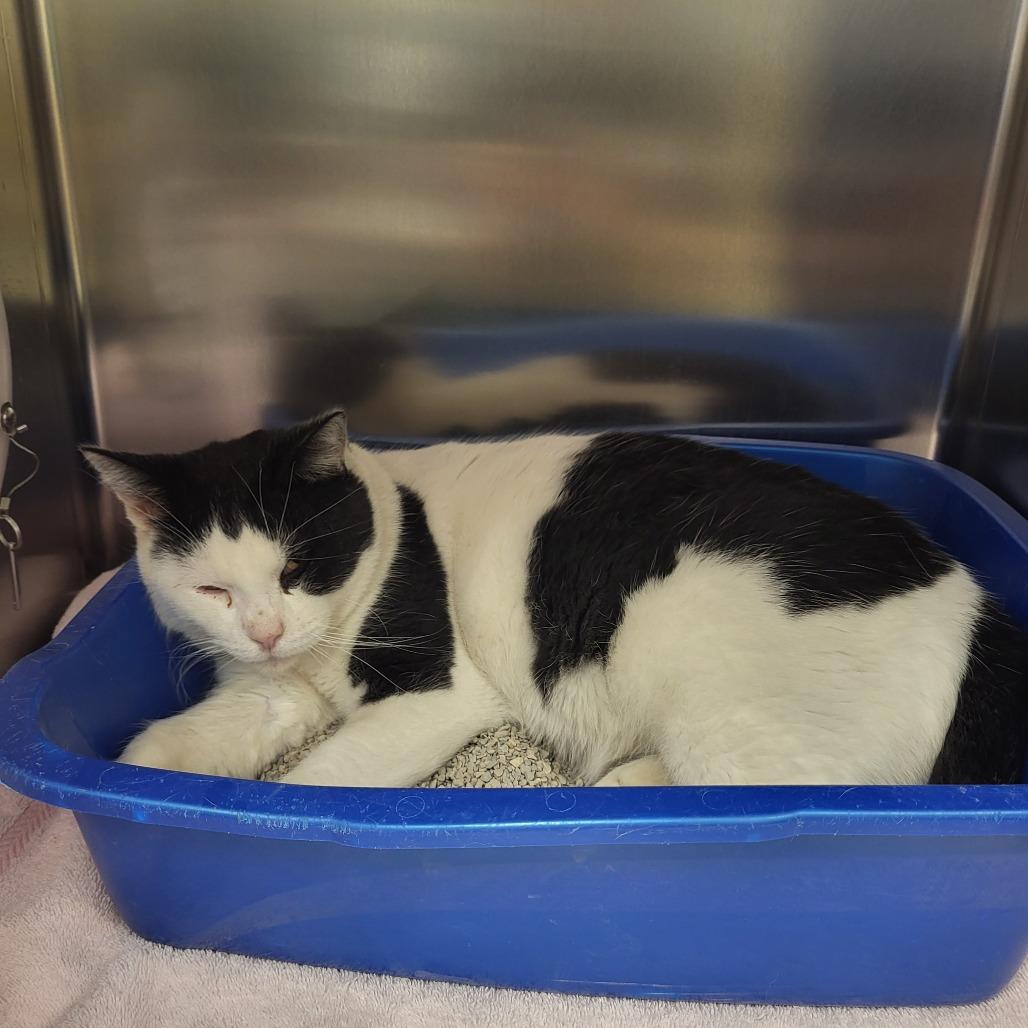 Aaron, Adoptable, Adult Male Domestic Short Hair.