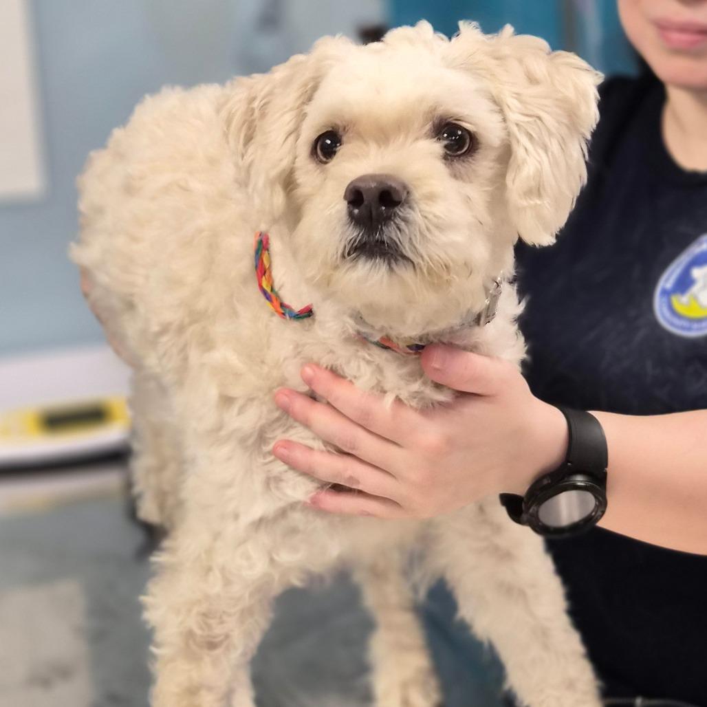 Enlarge Oliver, a Adoptable Poodle in Vineland, NJ image 1/1