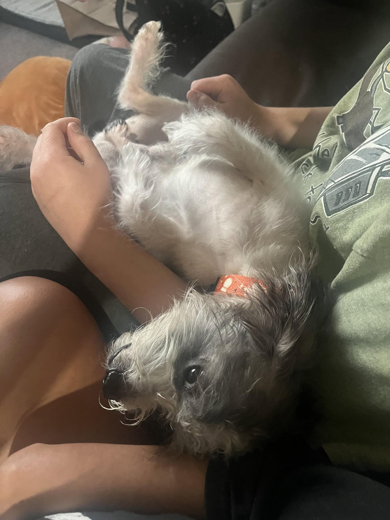 Stanley, Adopted, Adult Male Terrier & Shih Tzu.