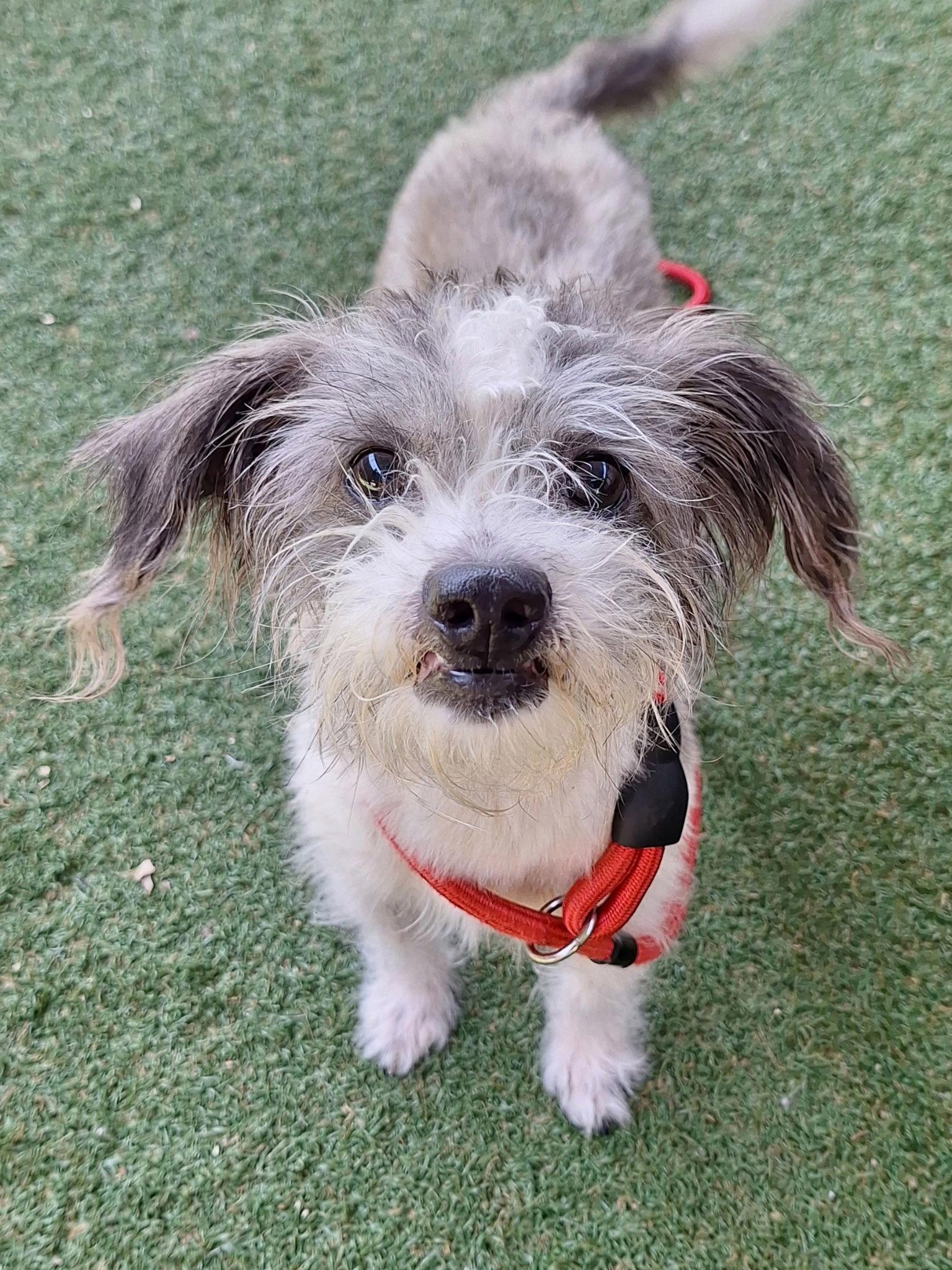 Stanley, a Adopted mixed breed in Davis, CA image 2/3