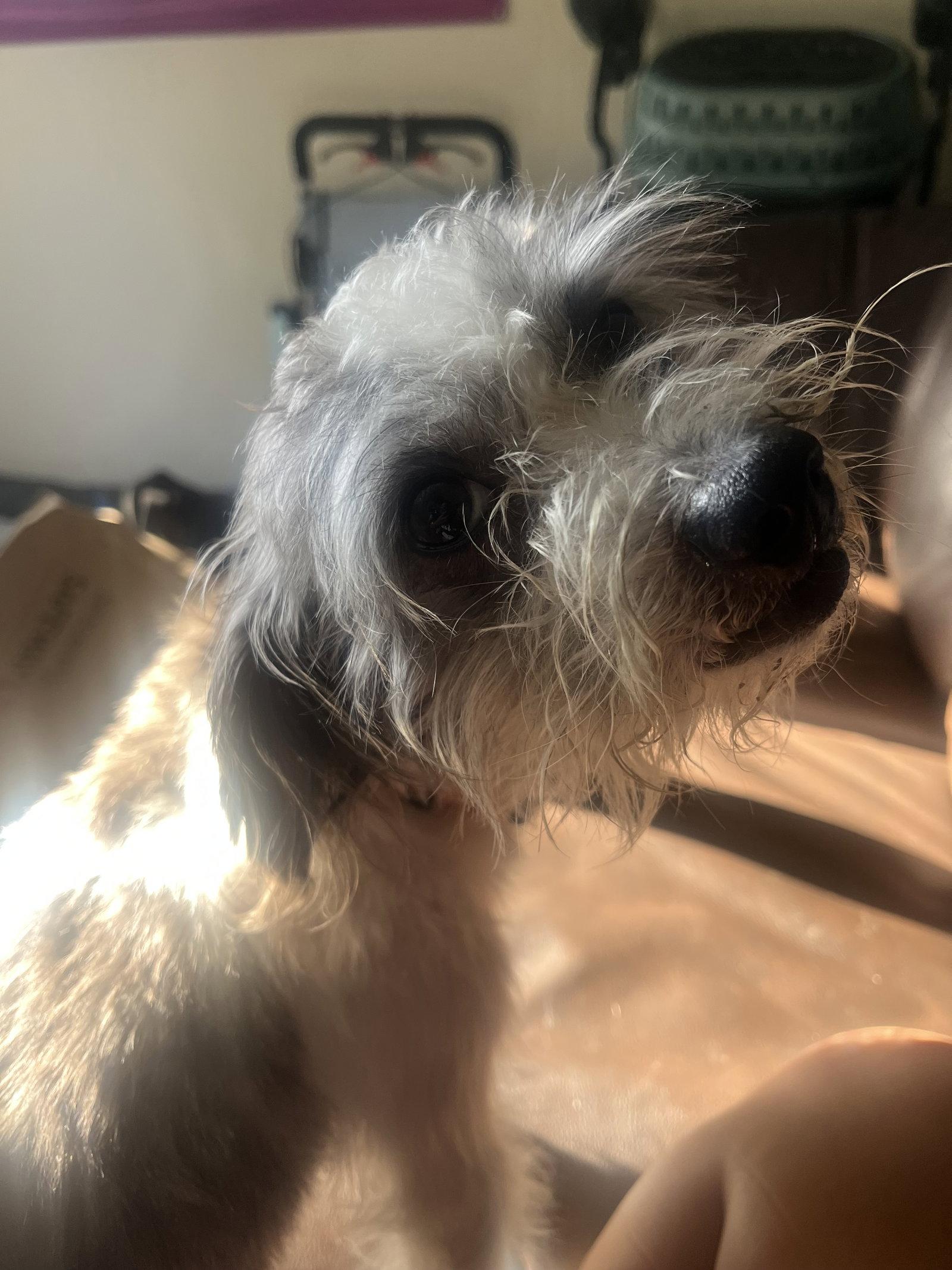 Stanley, a Adopted mixed breed in Davis, CA image 3/3