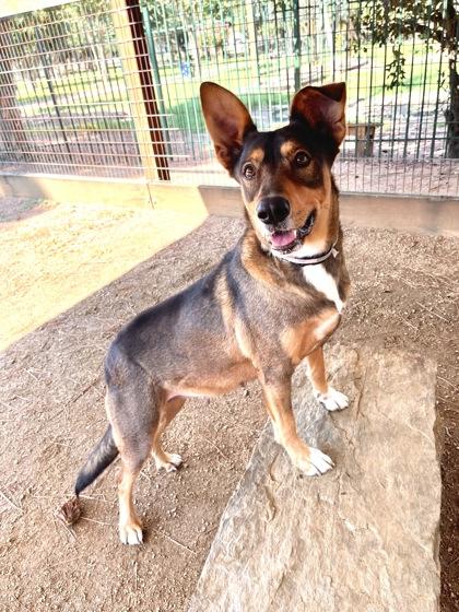 Honey FOSTER, Adoptable, Adult Female Hound & Mixed Breed.