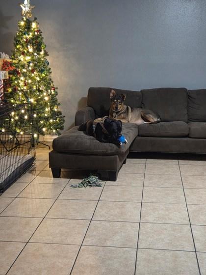 Honey FOSTER, Adoptable, Adult Female Hound & Mixed Breed.