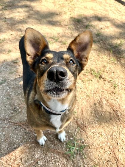 Enlarge Honey FOSTER, a Adoptable mixed breed in Houston, TX image 2/3