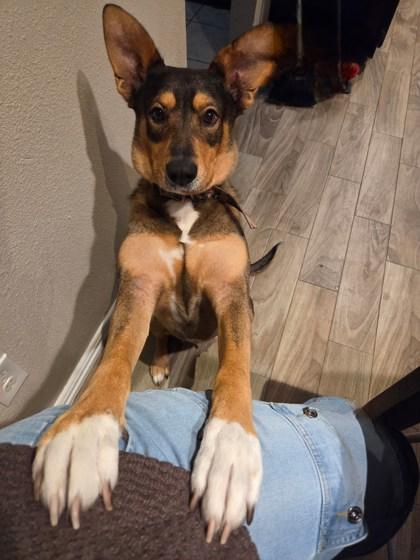 Enlarge Honey FOSTER, a Adoptable mixed breed in Houston, TX image 3/3