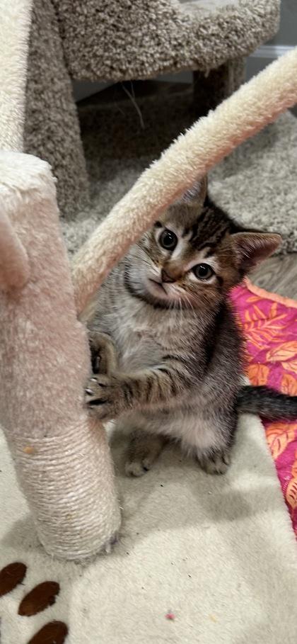 Ricky Steamboat, Adoptable, Kitten Male Domestic Short Hair & Domestic Short Hair.