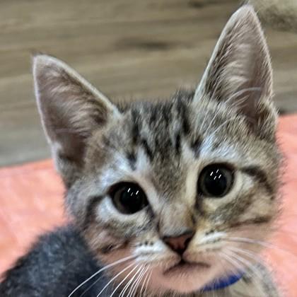 Enlarge Ricky Steamboat, a Adoptable mixed breed in Pleasanton, CA image 3/3