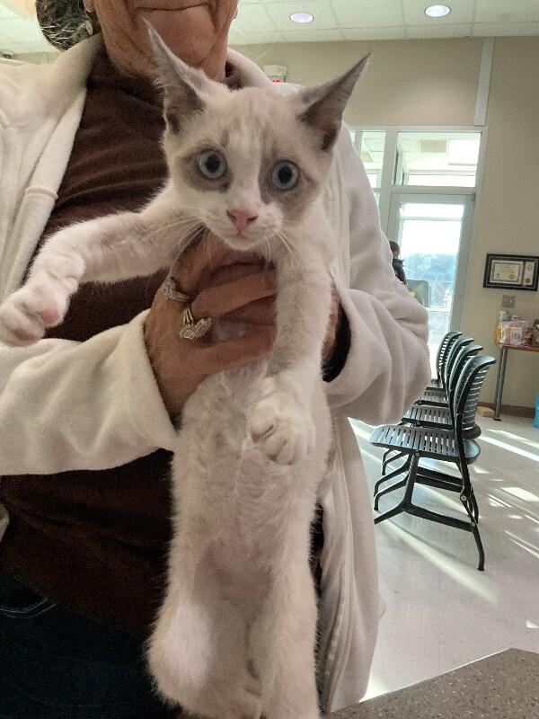 Major, Adoptable, Young Male Domestic Short Hair.