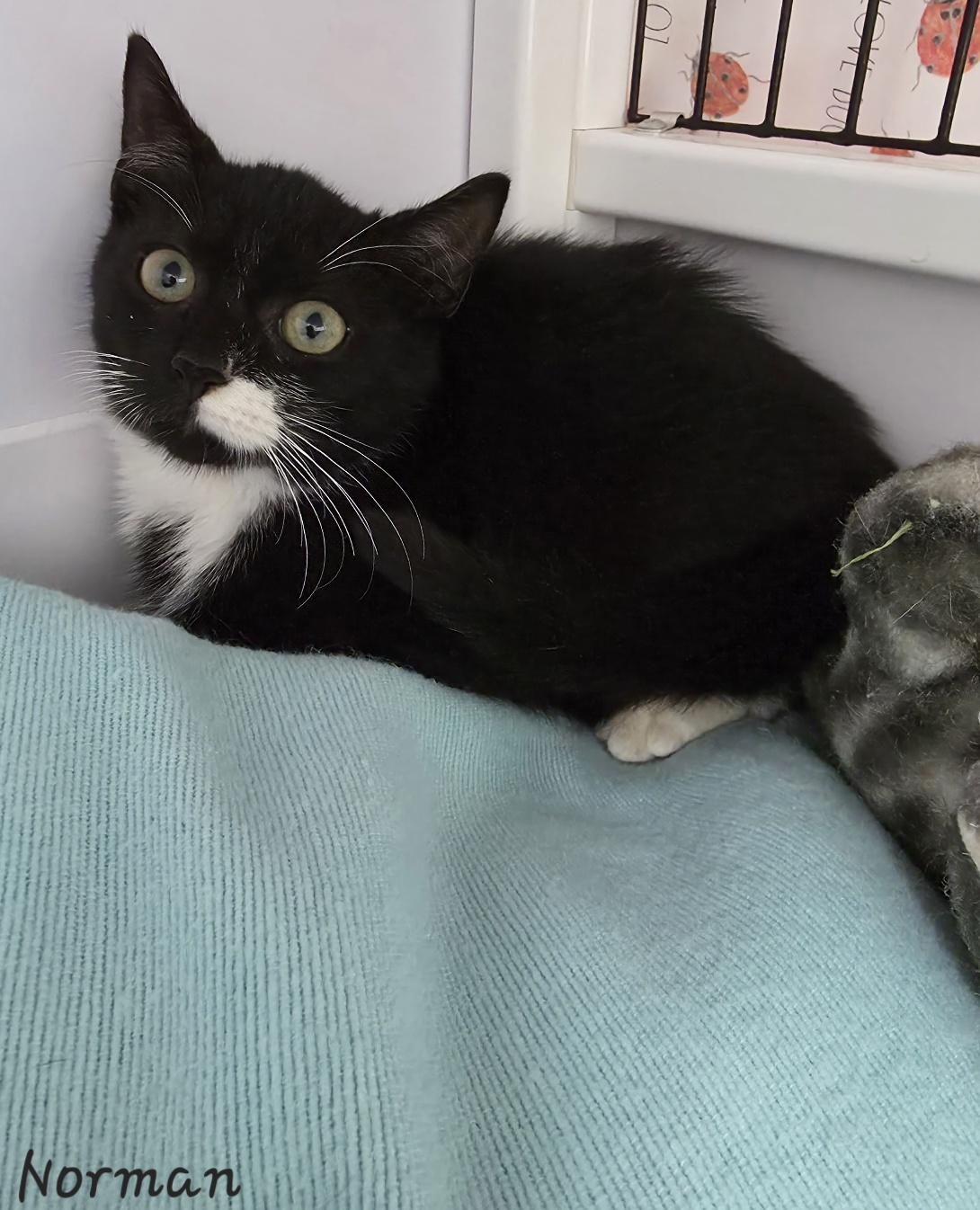 Enlarge Norman, an adopted Domestic Short Hair in Key Largo, FL image 5/5