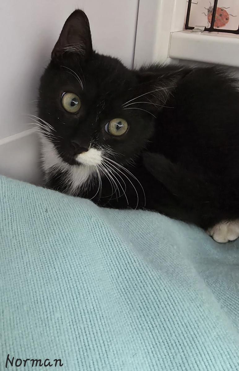 Enlarge Norman, an adopted Domestic Short Hair in Key Largo, FL image 4/5