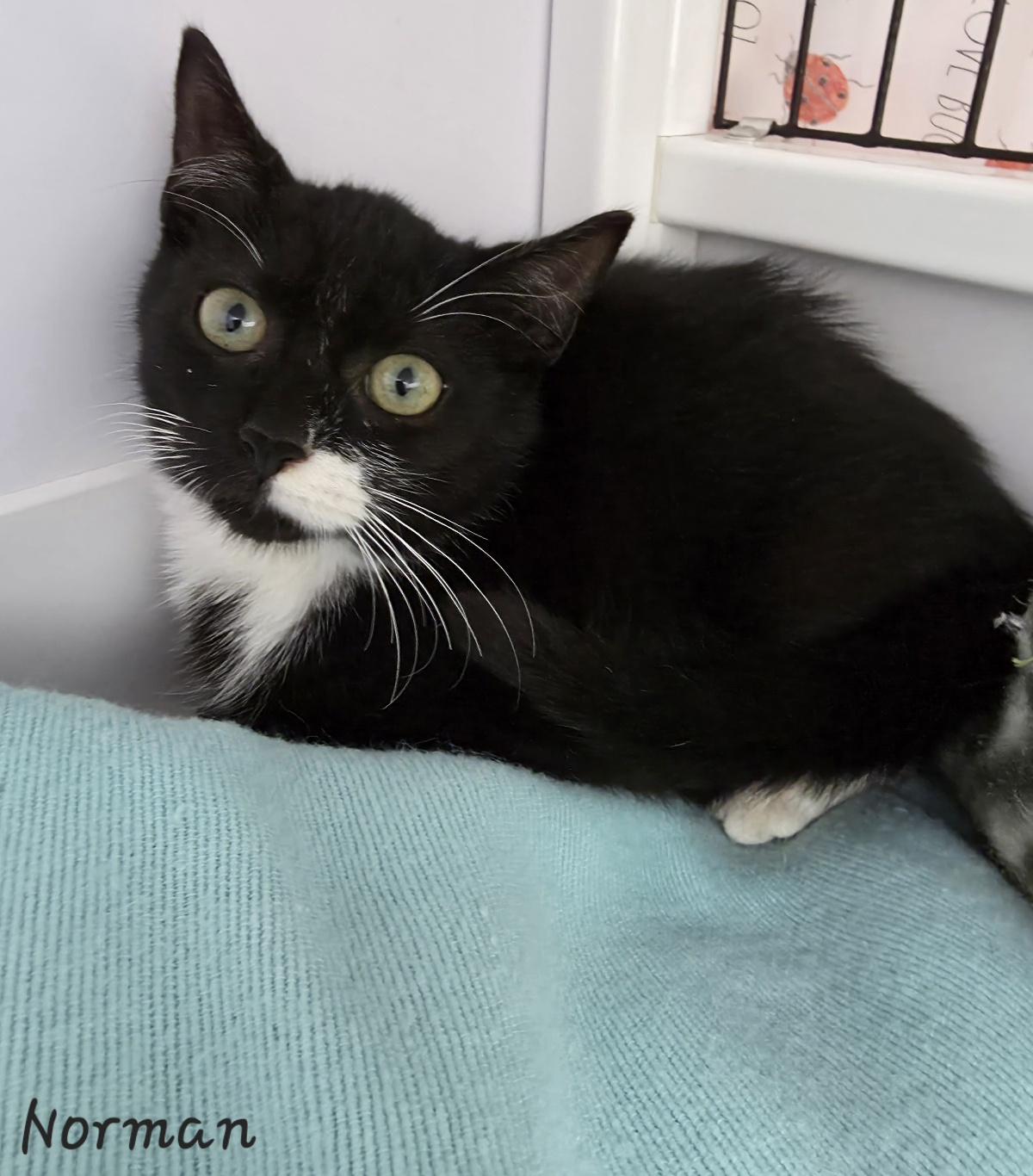 Enlarge Norman, an adopted Domestic Short Hair in Key Largo, FL image 2/5