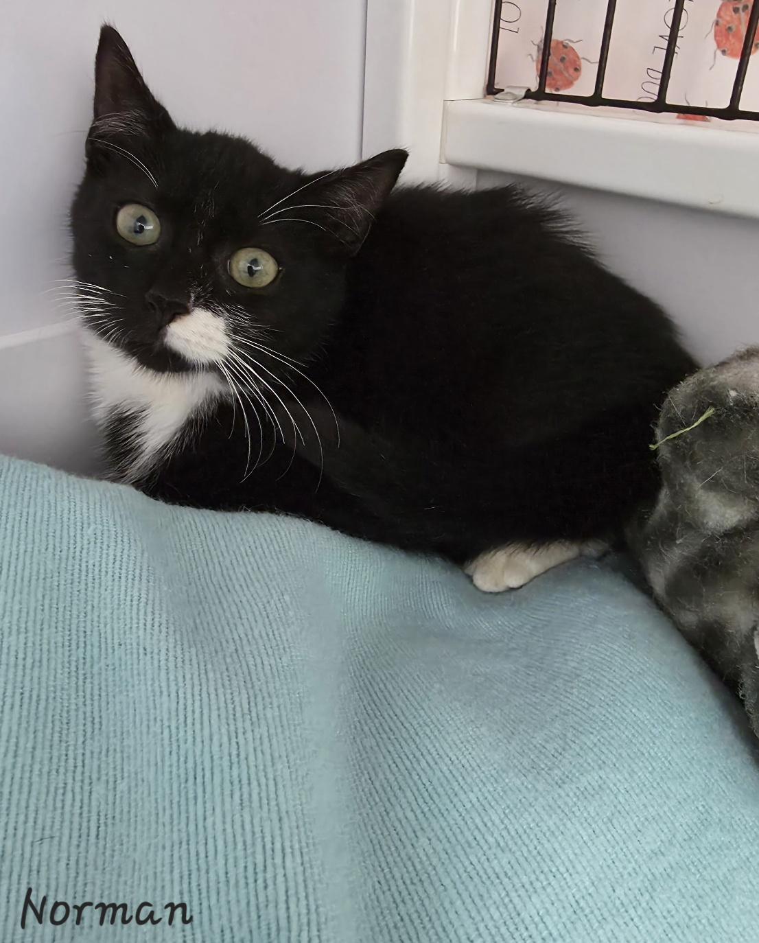 Enlarge Norman, an adopted Domestic Short Hair in Key Largo, FL image 3/5