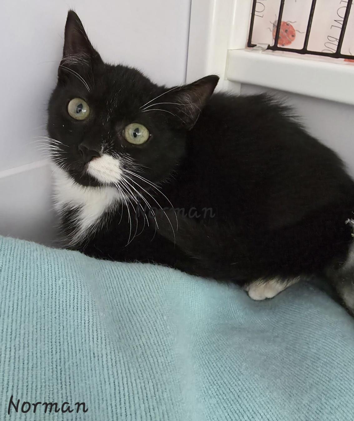 Enlarge Norman, an adopted Domestic Short Hair in Key Largo, FL image 1/5