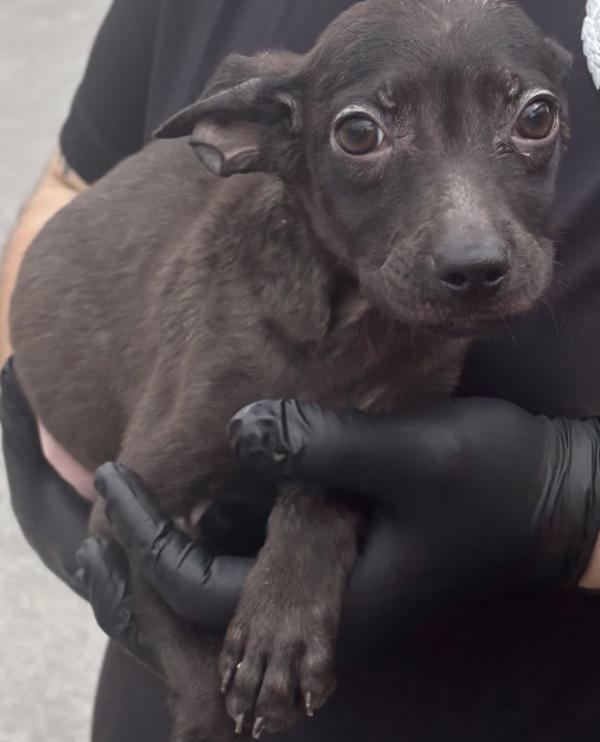 Max, Adoptable, Puppy Male Jack Russell Terrier & Chihuahua.