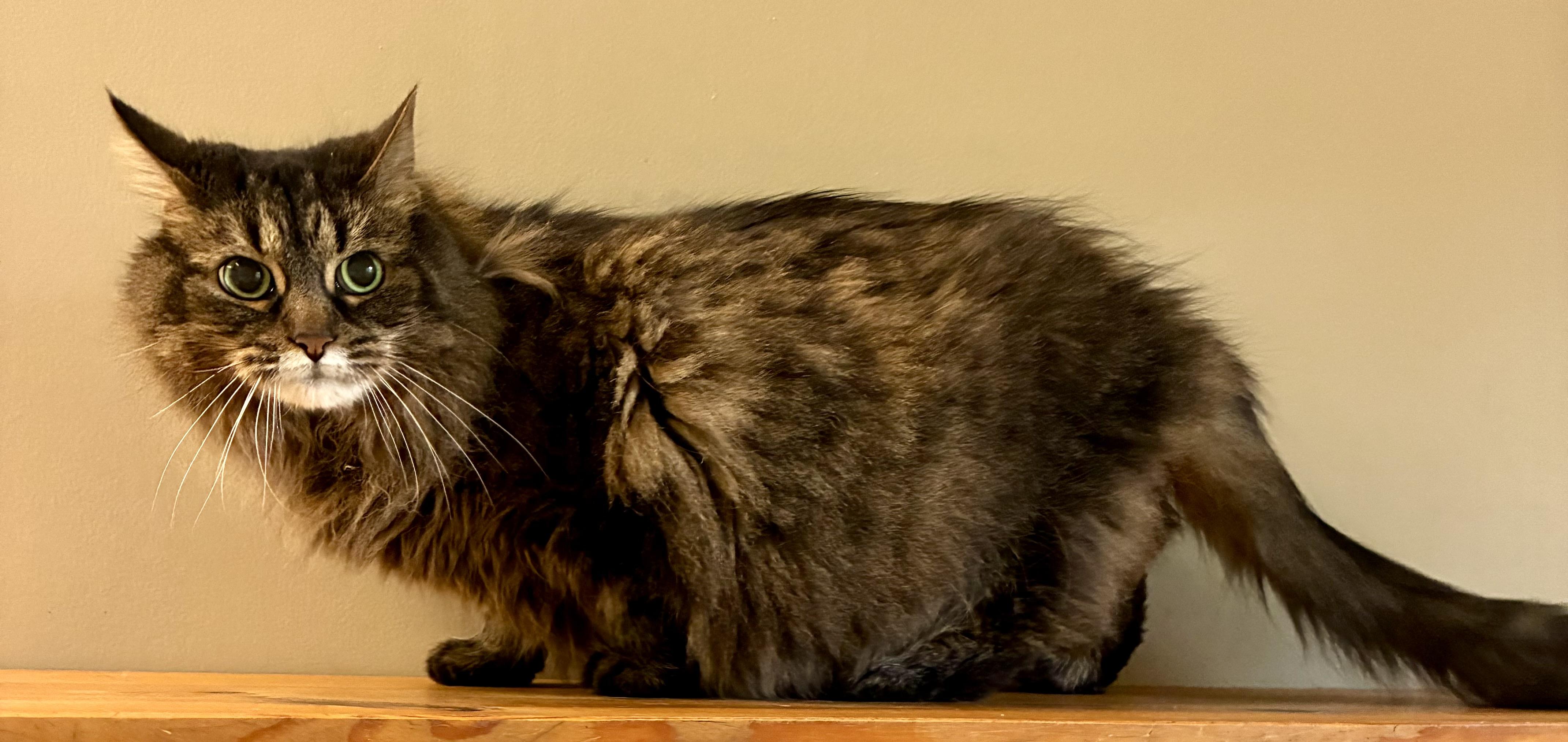 DAISY MAE, a ADOPTABLE Domestic Long Hair in Louisa, KY image 2/5