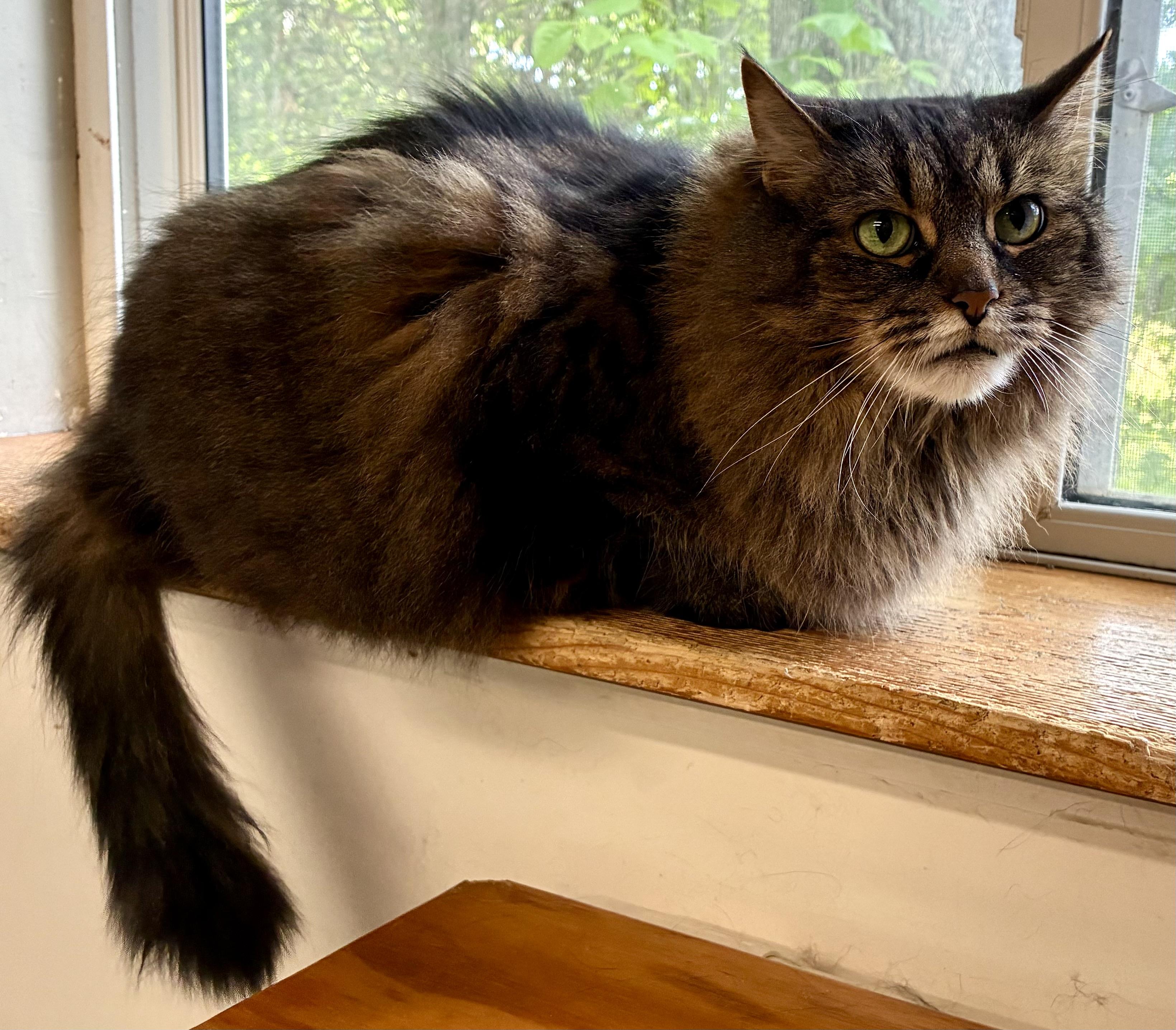 DAISY MAE, a ADOPTABLE Domestic Long Hair in Louisa, KY image 4/5