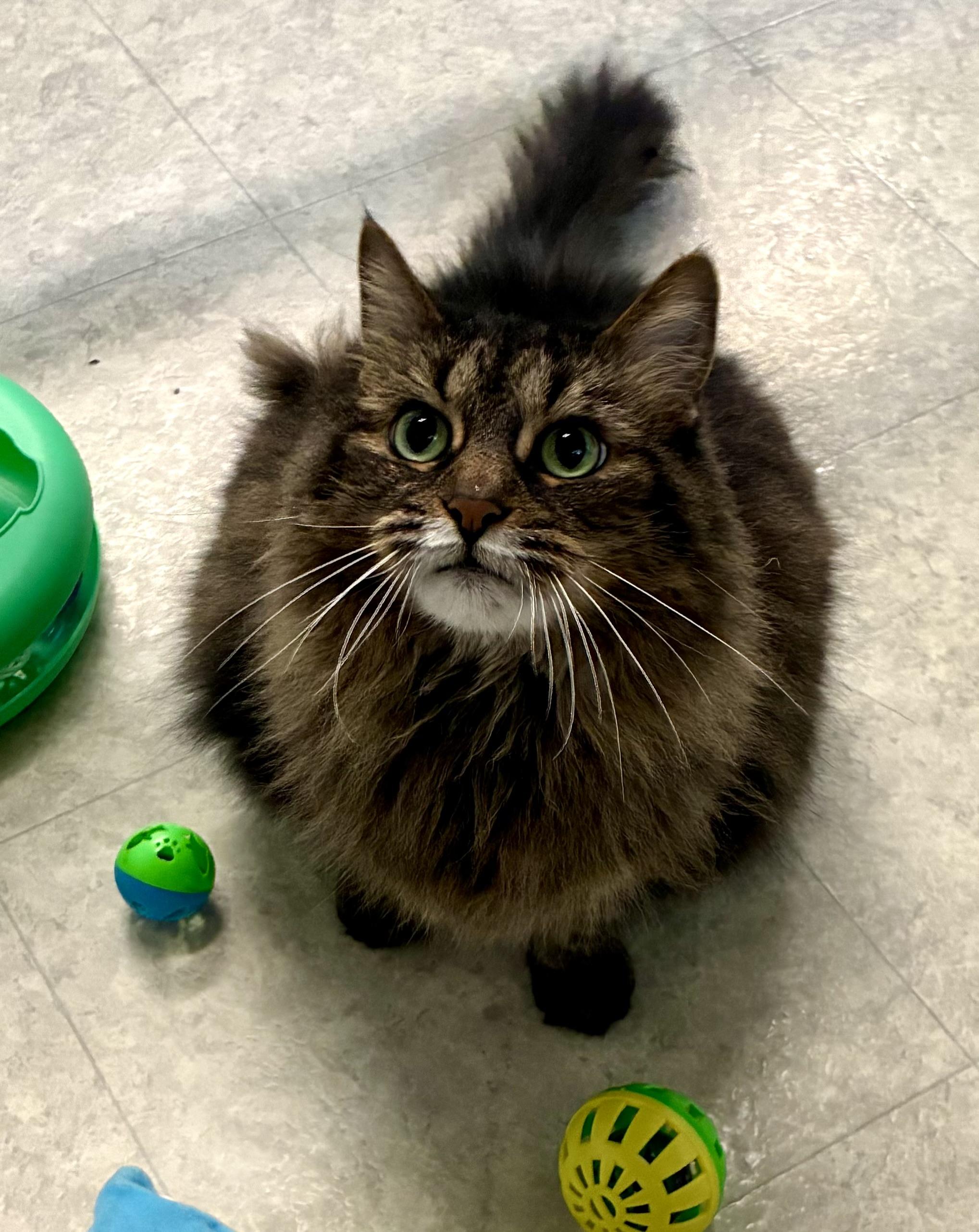 DAISY MAE, a ADOPTABLE Domestic Long Hair in Louisa, KY image 5/5
