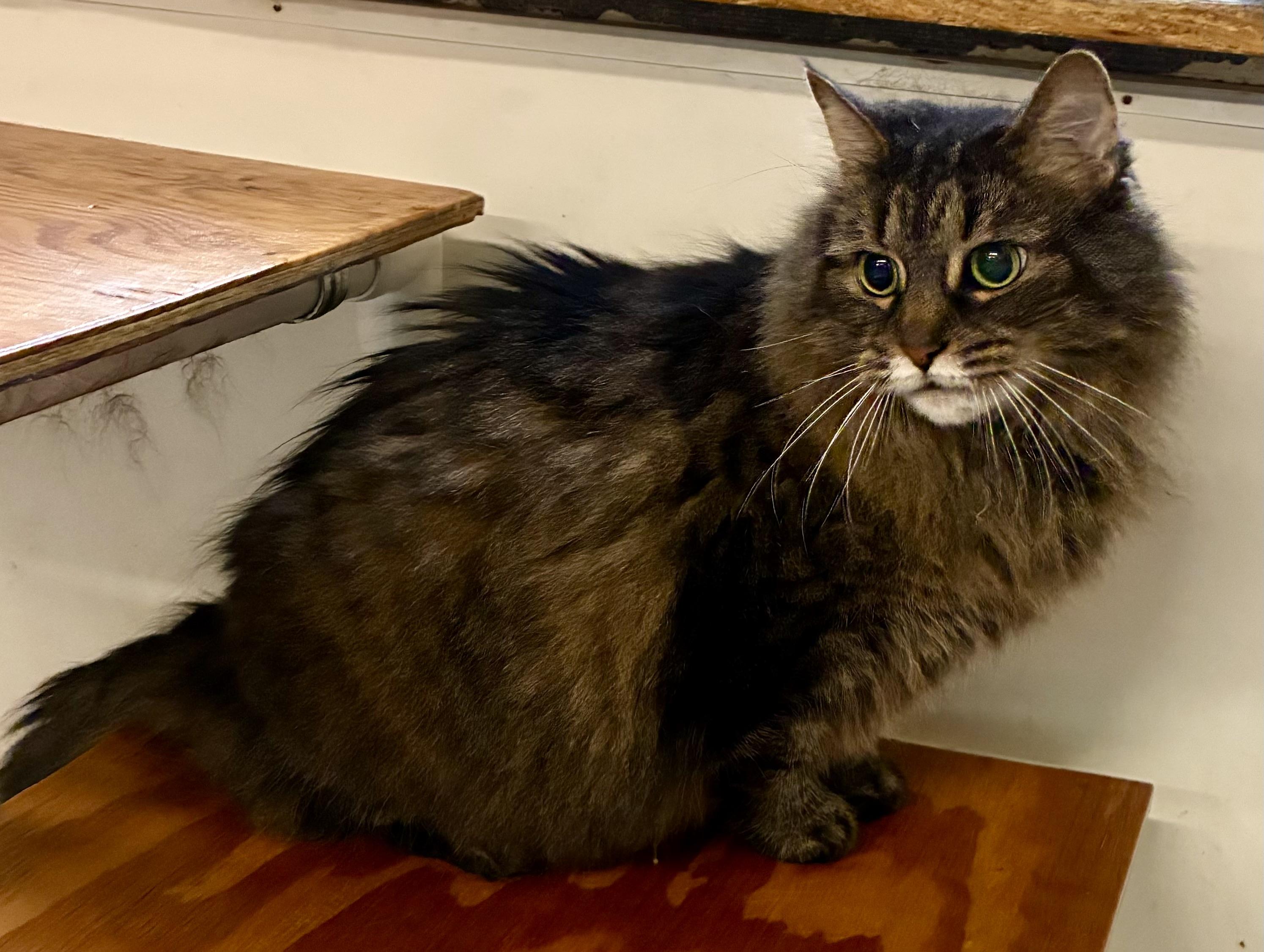 DAISY MAE, ADOPTABLE, Senior Female Domestic Long Hair.