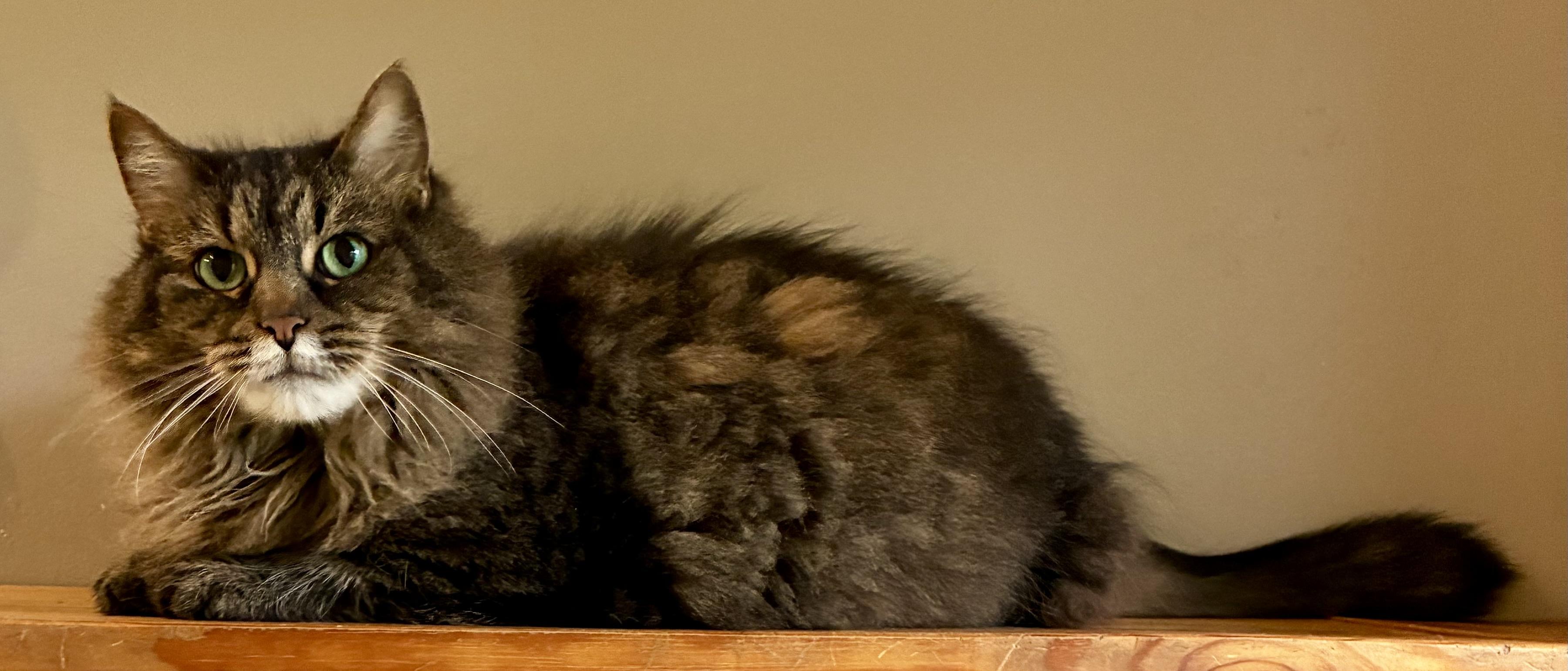 DAISY MAE, a ADOPTABLE Domestic Long Hair in Louisa, KY image 3/5