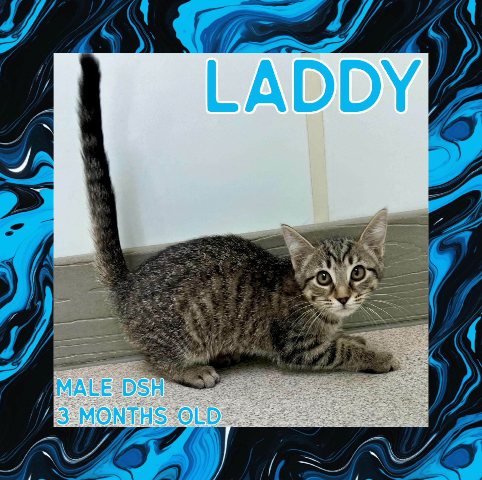 Enlarge Laddy, a Adoptable mixed breed in Danville, IN image 1/1
