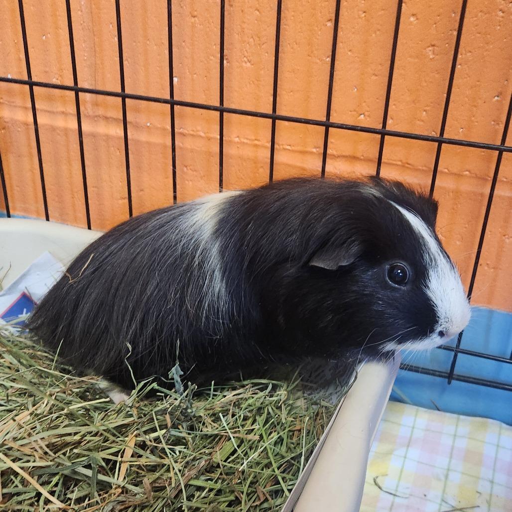 Enlarge oreo, a Adoptable Guinea Pig in Brockton, MA image 1/1