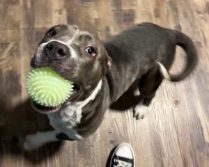 Sugar, Adoptable, Adult Female American Bully.