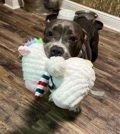 Sugar, a Adoptable mixed breed in Longwood, FL image 2/3