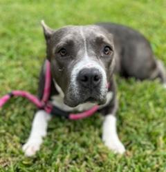 Sugar, a Adoptable mixed breed in Longwood, FL image 3/3