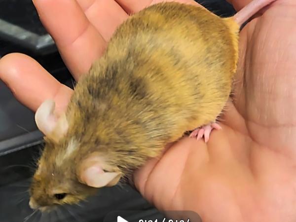 Laslo, a Adoptable Mouse in Woonsocket, RI image 2/2