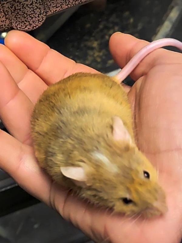 Laslo, Adoptable, Adult Male Mouse.