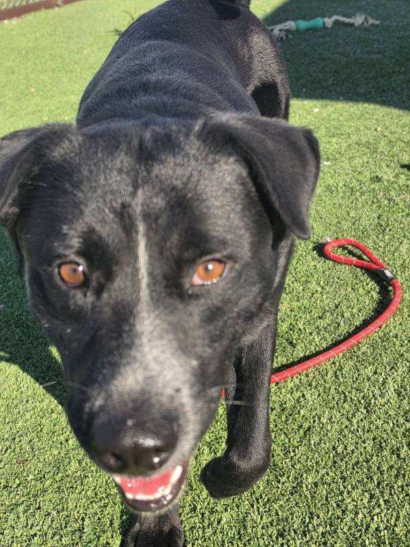 Enlarge Polo, a Adoptable mixed breed in Truth or Consequences , NM image 5/6