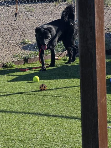 Enlarge Polo, a Adoptable mixed breed in Truth or Consequences , NM image 4/6